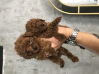 Toy Poodle Bebeklerim Irk Ve Sağlık Garantili