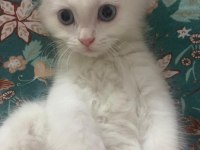 2.5 aylık erkek beyaz yavru british shorthair