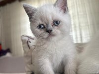 British shorthair dişi ve erkek