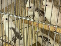3.5 Aylık Bılezıklı Erkek Sultan Papağanı