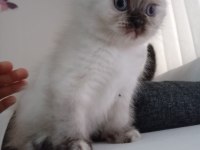 Blue point uygun puanlı kedimiz