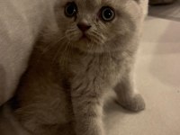 Gri renk ayı suratlı british shorthair