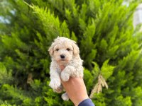 Tea cup maltipoo yavrularımız