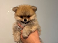 POMERANIAN BOO AYI SURAT