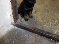 45 günlük dışı rottweiler