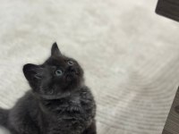 British Shorthair Erkek