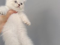 British shorthair linç point