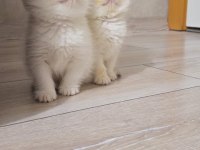 British shorthair show kalite üst soy dişi erkek yavrular