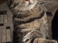 Scottish Straight Tabby