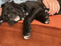 DİŞİ CANE CORSO YETİŞKİN
