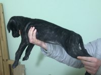 A Kalite Presa Canario Dişi