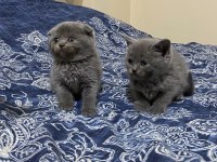 Blue ve blue point scottish fold yavrular