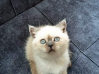 ANTALYA BRİTİSH SHORTHAİR KEDİLERİMİZ