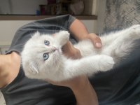 2 buçuk aylık yavru scottish fold kedim badem