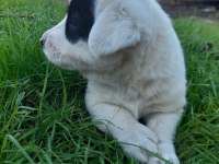 Border collie melezi sahiplendirme