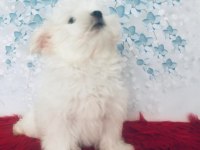 Maltese Yakışıklım