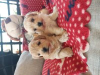 Orjinal kore maltipoo yavrularımız ust düzey
