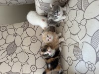 2 Aylık İran Persian be Exotic Shorthair Yavru Kediler