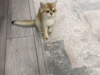3.5 aylık Golden Ny 25 şecereli erkek british shorthair