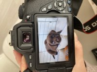 Çakır gözlü iki aylık Labrador köpeği