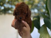Toy Poodle yavrularımız