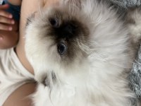 Ev kedisi british longhair