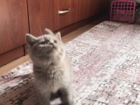 Lilac british shorthair