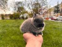 Netherland Dwarf (CÜCE TAVŞAN) BEBEKLER YENİ YUVASINI ARIYOR
