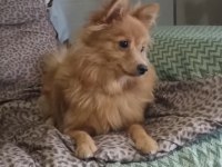 0 numara pomeranian spitz erkek ve dişi
