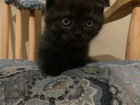 Scottish fold yavrularımız yeni yuvalarını arıyor.