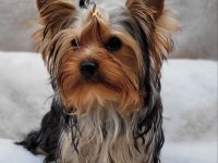 Yorki yavrular
