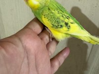 30 GÜNLÜK ERKEK BEBEK MUHABBET KUŞUMUZ