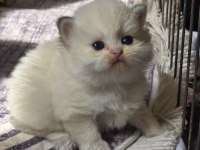 British Longhair Ice