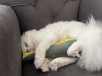 Scottish Fold 1 Yaş