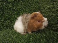 Guinea Pig Yavrular Aynı Gün Set Halinde Teslim Edilir