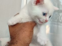 40 günlük british shorthair yavrular