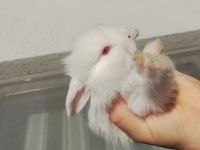 Yeni Zelanda tavşan yavrularımız