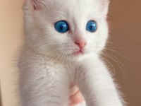 4 Aylık Yavru British Shorthair