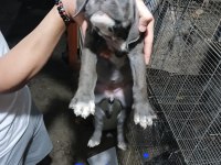 Acil dev cane corso yavrular