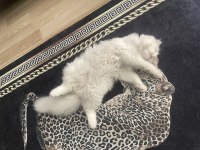 5 aylık erkek scottish fold