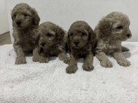 Toy Poodle Köpekler