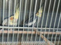 Hazır tecrübeli eş sultan papağanı takımlar