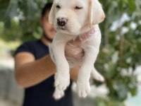 2 aylık Labrador yavrularımız