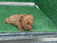 Kore kan  toy poodle yavruları