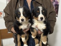 Petmode köpek çiftliğinde ziyarete açık bernese dog