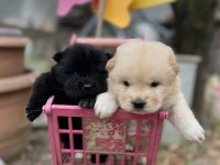Chow chow (çin aslanı) yavrularımız