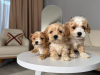 Maltipoo Yavrular Adrese Gönderim Ve Kapıda Ödeme Vardır