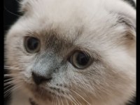 Scottish fold blue point dişi