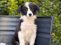 Petmode Köpek Çiftliğinden border coli yavrularımız