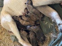 Orjinal malaklı yavru köpekler